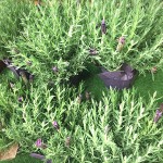 Potted Inch Lavender