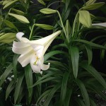 Easter Lilies