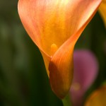 Orange Callas