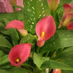 Dark Pink Callas