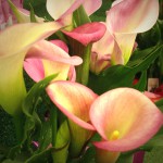 White & Pink Callas