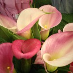 Pink Callas