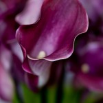 Purple Callas