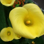 Yellow Callas