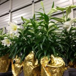 Easter Lilies