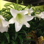 Easter Lilies