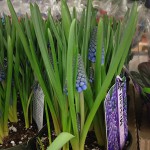 Muscari (Grape Hyacinth) 4"