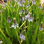 Muscari (Grape Hyacinth)