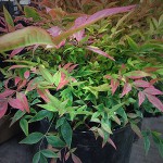 Nandina *