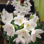 Narcissus 6"