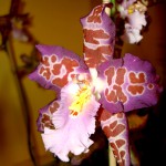 Orchid