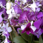 Dendrobium