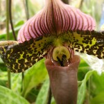 Lady Slipper