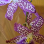 Orchid