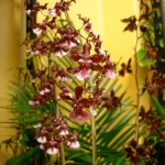 Orchid