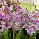 Orchid