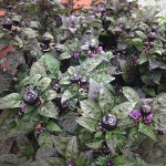 Potted Black Peppers (Canadian)