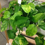 Philodendron