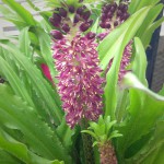 Pineapple (Eucomis)