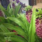 Pineapple (Eucomis)