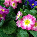 Primroses