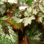 Rex Begonia