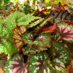 Rex Begonia