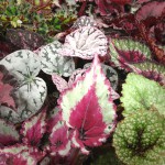 Rex Begonia