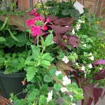 Hanging Garden Basket