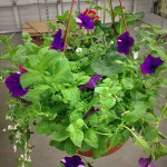 Hanging Garden Basket