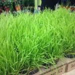 Wheat Grass *