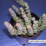 Crassula Rupestris