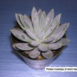 Pachyveria Glauca