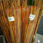 Bamboo Branches