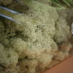 Reindeer Moss (Natural)