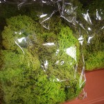 Reindeer Moss (Bright Green)