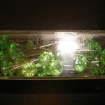 Apple Green Diamante Pins