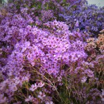 Assorted Waxflower