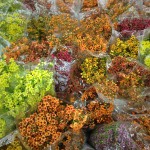Assorted Fall Color Waxflower