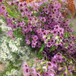 Lavender Waxflower