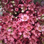 Red Waxflower