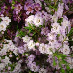 Double Waxflower