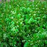 Green (Dyed) Waxflower