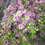 Lavender Waxflower