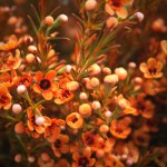 Orange (Dyed) Waxflower