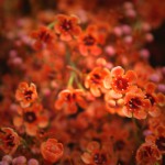 Orange (Dyed) Waxflower