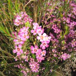 Pink Waxflower