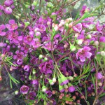 Purple Waxflower