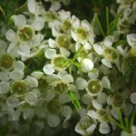 White Waxflower