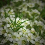 White Waxflower